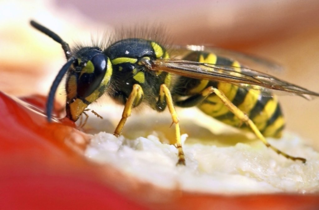 Zum Vergleich: Eine Wespe  nascht Erdbeerkonfitüre auf einem Brötchen.