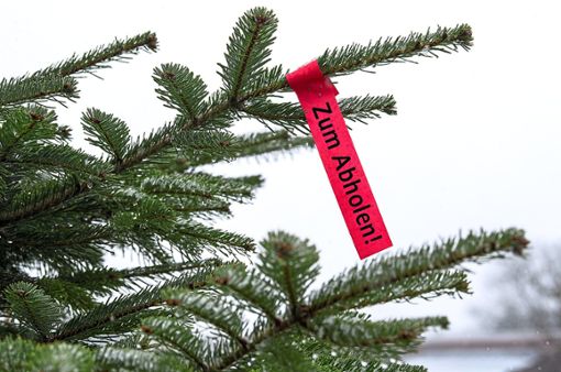 Schöne Tradition: Immer zu Jahresbeginn holen die  Pfadfinder die ausgedienten Weihnachtsbäume ab. Archivfoto: Mirgeler Foto: Schwarzwälder Bote