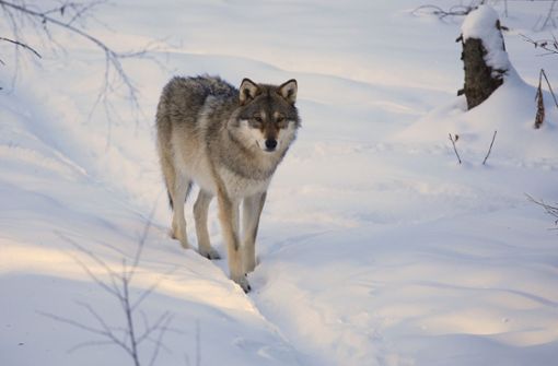 75 Wölfe dürfen dieses Jahr in Schweden getötet werden, um die Ausbreitung einzudämmen (Archivbild). Foto: imago images/Jörgen Larsson