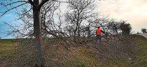 Bürger aus Möttlingen haben zusammen mit dem Landratsamt Calw dafür gesorgt, dass Obstbäume an der Landesstraße Richtung Neuhengstett zurückgeschnitten wurden. Foto: Chiari Foto: Schwarzwälder Bote