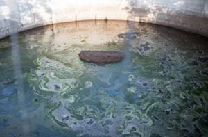 Im unterfränkischen Miltenberg sind fast 50 000 Liter Gülle aus einem mutmaßlich manipulierten Silo  ausgelaufen (Symbolbild). Foto: imago images/Blaulicht News/Sebastian Peters