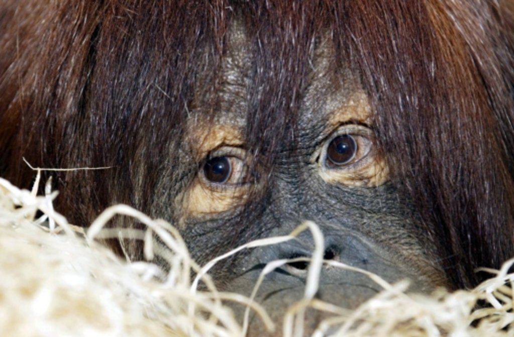 „Sari“ und das Neugeborene leben in einem gemeinsamen Gehege mit „Ujian“ dem 22-Jährigen Vater des Nachwuchses und Puan, einem Orang-Utan-Weibchen, das selbst im Heidelberger Zoo geboren wurde.