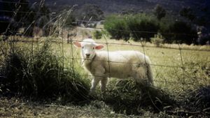 Polizist befreit Schaf aus Brombeerstrauch 