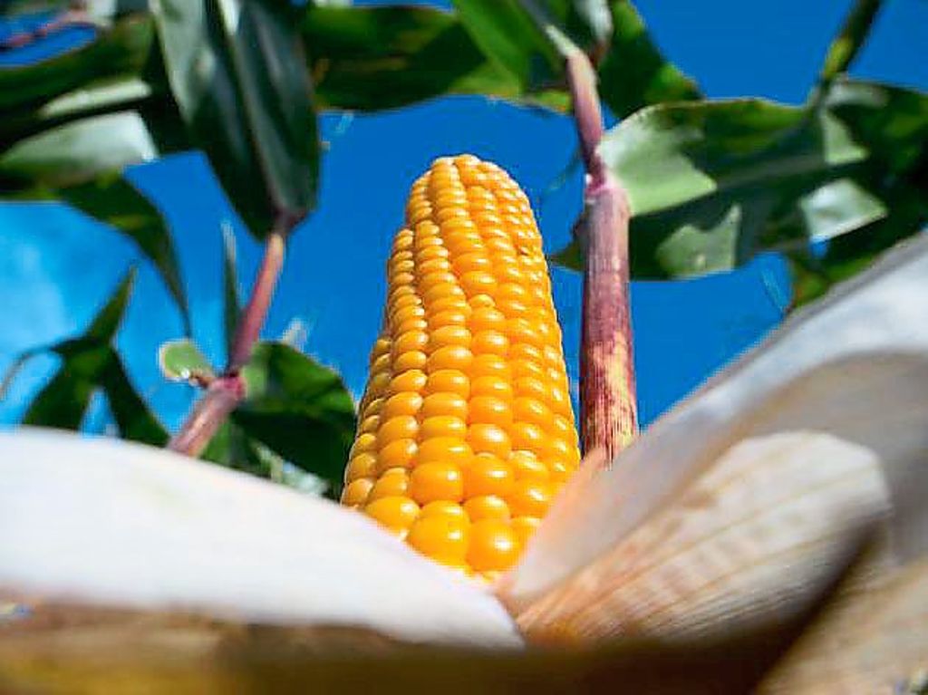Der Maispreis gibt den Bauern aktuell Anlass zur Freude.  Symbolfoto: Pleul