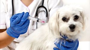Virus kann auch für Hunde gefährlich werden