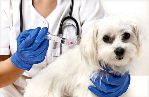 Um einen Hund vor dem Staupevirus zu schützen, sollte das Tier geimpft werden. (Symbolfoto) Foto: © effkaz –  stock.adobe.com/effkaz