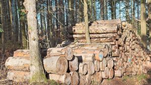 Jede Menge Käferholz, aber auch gute Holzpreise