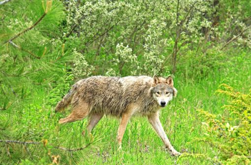 Bis zu vier Wölfe könnten bereits in der Region unterwegs gewesen sein. Foto: © All Canada Photos - stock.adobe.com/Grambo Photography