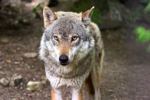 Ein Wolf könnte sich in der Region um Villingen-Schwenningen  aufhalten. (Symbolfoto) Foto: Pixabay
