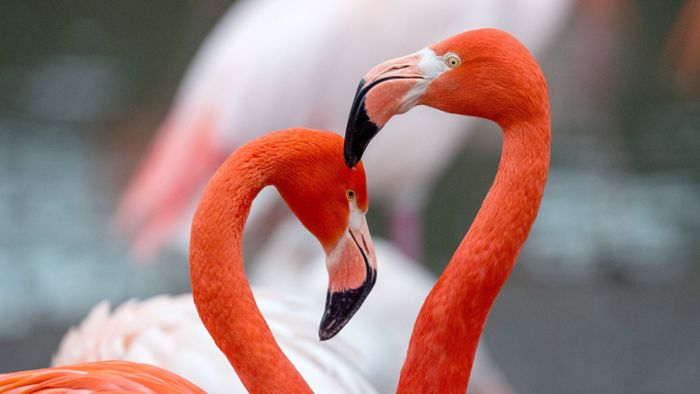 Flamingo Ingo tot - wohl ältester Zoobewohner gestorben