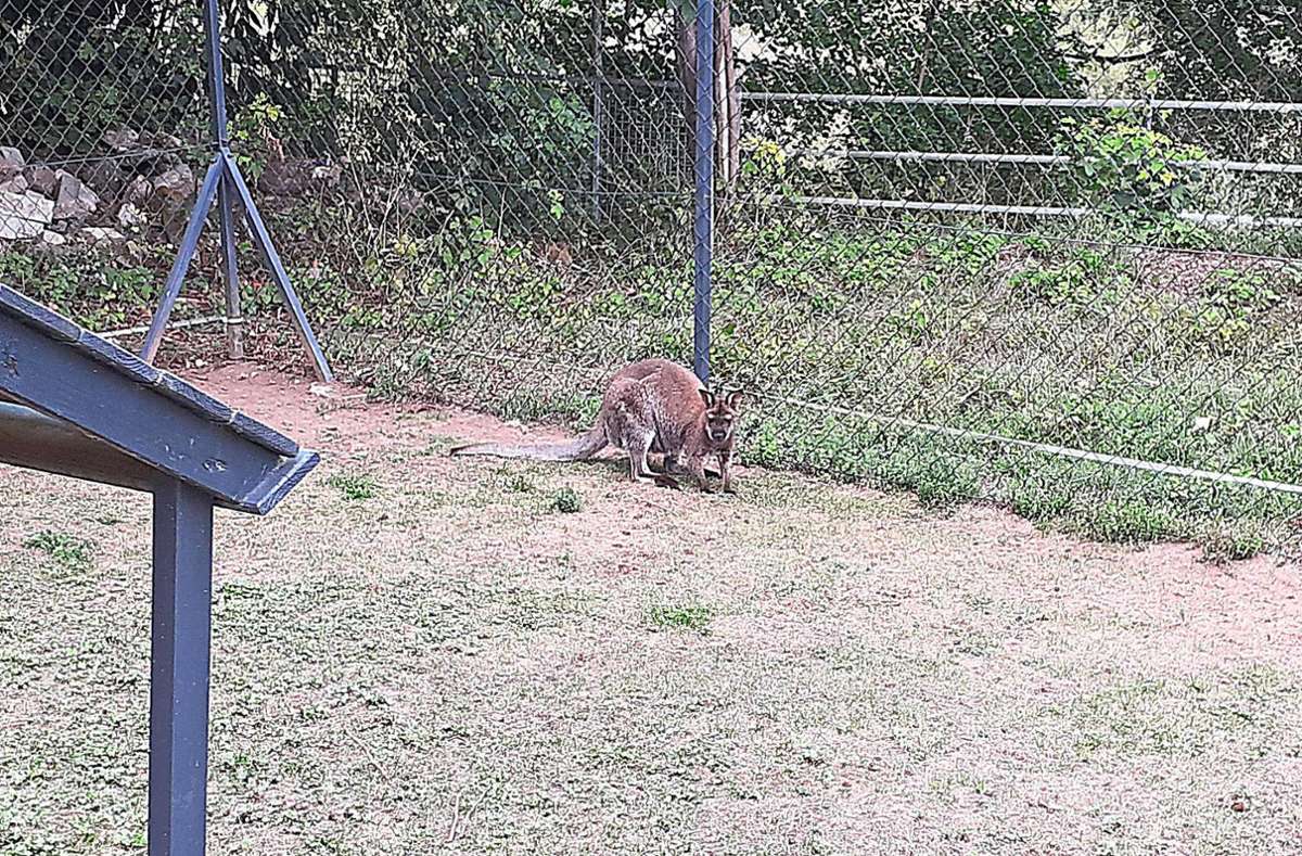 Ein Wallaby auf dem Gestüt Kastanienhof in Starzach: Das weggelaufene Tier namens Hailey sieht dem auf dem Foto abgebildeten Tier sehr ähnlich. Foto: Gezener