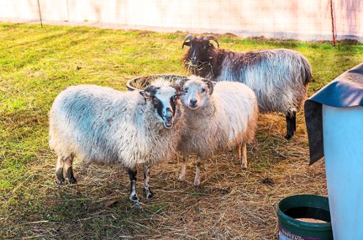 Die drei Schafe sind die Hauptattraktion im Adventsgarten des Seniorenzentrums. Foto: Fritsch