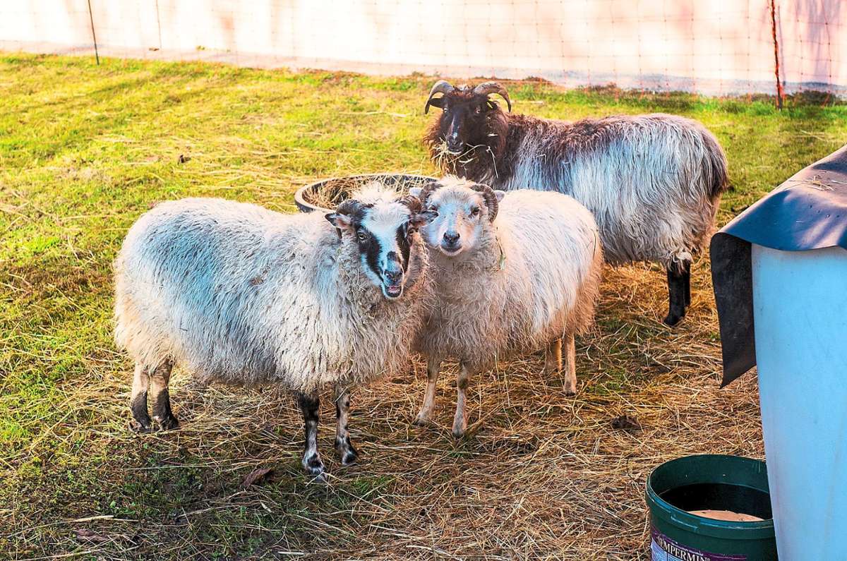 Die drei Schafe sind die Hauptattraktion im Adventsgarten des Seniorenzentrums.