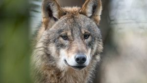 Hund oder Wolf: Wer ist gefährlicher?