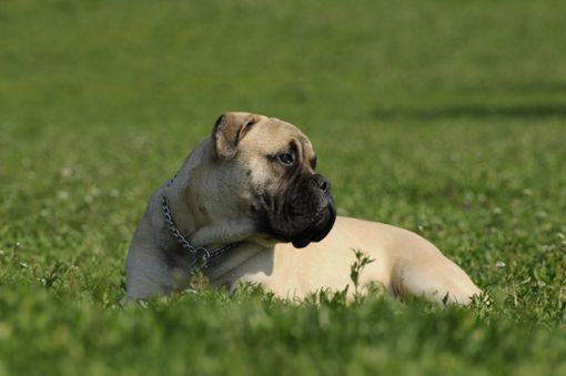 Betroffen vom sechsfachen Betrag der Hundesteuer: Halter eines Bullmastiffs. Foto: Pixabay