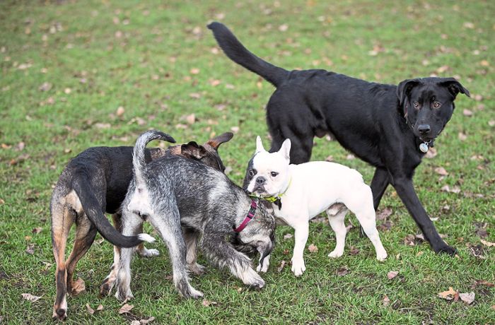Keine Hundewiese in Lahr : Antrag von Linke Liste/Tierschutzpartei scheitert
