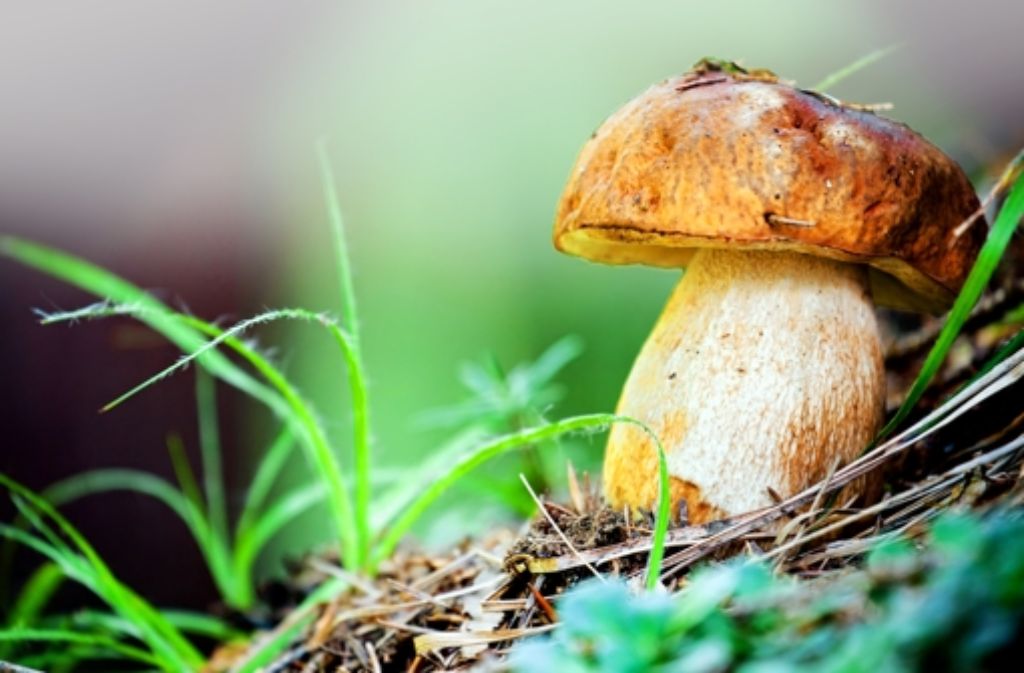 Pilze sind gesund. Foto: Fotolia