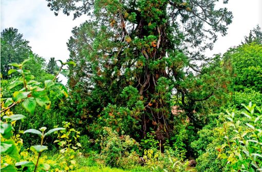 Der dickste Mammutbaum Deutschlands steht in Neuweiler. Foto: Thomas Fritsch