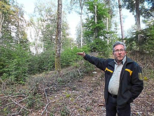Klaus Richert, Außenstellenleiter des Forstamts, im Buchenwald: Die hohen  Bäume im Hintergrund sind über den Zenit; sie verkraften die Trockenheit schlechter als das  etwa zehn Jahre alte Stangenholz, das nachkommt. Foto: Kistner
