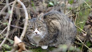 Eine wildlebende Katze in Horb Foto: Peter Morlok