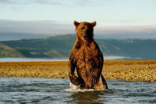 Wo Lachse sind, sind auch Bären nicht weit. In der Live-Multivision Unter Bären (20 Uhr) zeigt Biologe David Bittner beeindruckende Bilder.  Foto: Bittner Foto: Schwarzwälder Bote