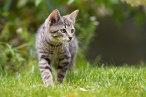 Streuner oder Freigänger? Wem eine Katze zuläuft, darf sie nicht einach behalten. Foto: DoraZett – stock.adobe.com