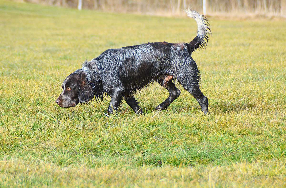 Die Stadt will die Hundesteuer zum 1. Januar erhöhen. Gleichzeitig ist vorgesehen, die ausgebildeten Vierbeiner von Jägern von den Kosten zu befreien. Foto: Pixabay