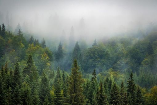 Der Anblick des nebelverhangenen Schwarzwalds kann Heimatgefühle auslösen.  Foto: Pixabay