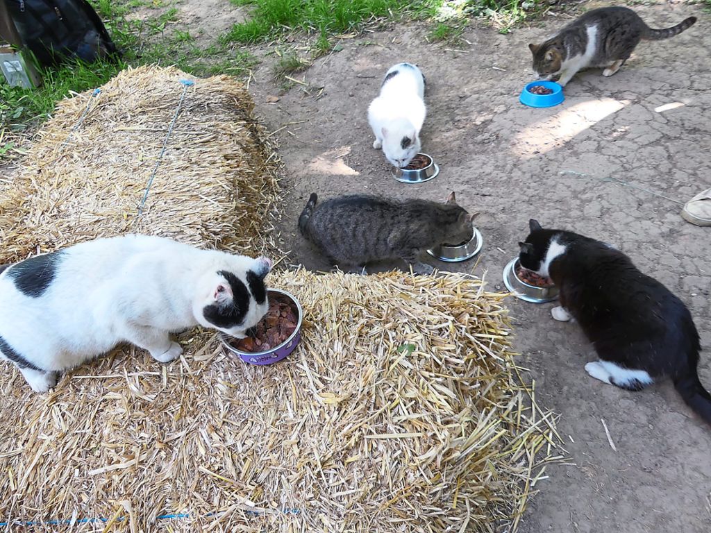 Fütterungszeit – darauf haben die Katzen gewartet.