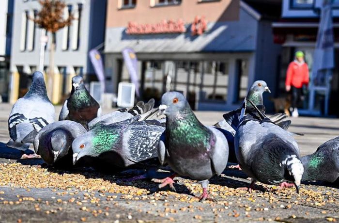 Polizei ermittelt in Hechingen: Schüsse auf Tauben - beide tot
