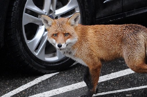 Vorsicht im Straßenverkehr: Ein Fuchs ist im Kühlergrill eines Autos gelandet. (Symbolfoto) Foto: dpa