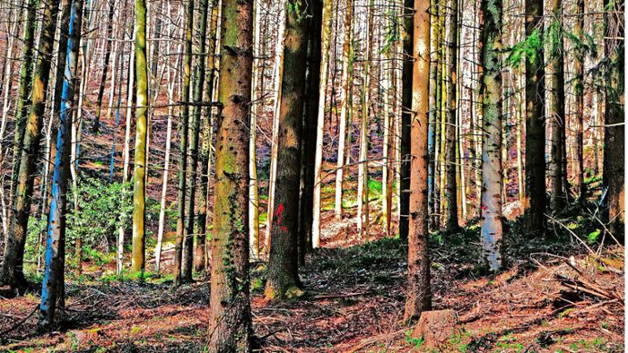 Trockenheit bereitet dem Kippenheimer   Wald Probleme