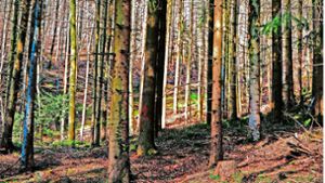 Der Kippenheimer Forst hat auch 2022 und 2023 Gewinn erzielt, die Trockenheit setzt ihm jedoch zu. Foto: Decoux