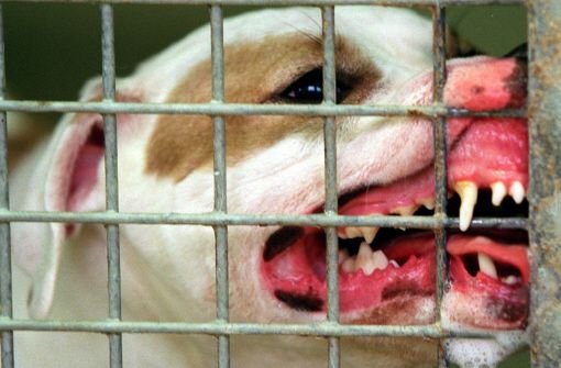 Die Hunde, insgesamt elf Pitbull-Terrier, wurden den umliegenden Tierheimen anvertraut.  Foto: dpa