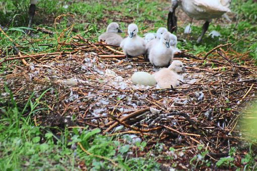 Ein Ei im Nest der Schwanenküken muss noch ausgebrütet werden. Foto: Steinmetz