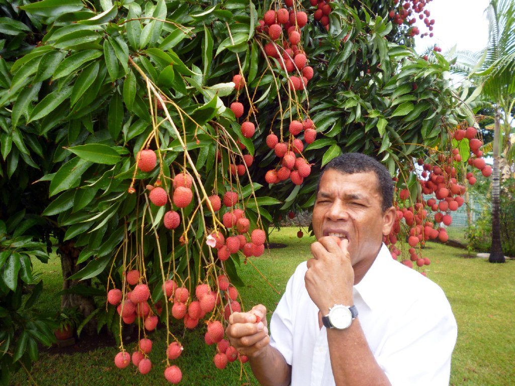 Jean-Pierre Renambatz genießt die Flüchte des Litchibaums auf seiner Heimatinsel.  Fotos: Privat