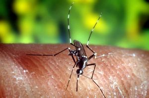 So winzig und so todbringend: Eine Stechmücke „Anopheles quadrimaculatus“, die Malaria übertragen kann, auf der menschlichen Haut. Foto: dpa