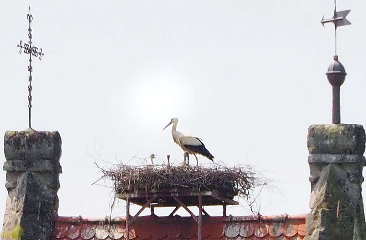 Im Nest verstecken sich nun doch drei Küken. Foto: Kornelia Holzer