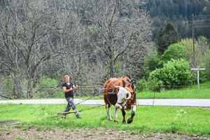Filou bei der Arbeit. Im Frühjahr zieht er landwirtschaftliche Geräte für die Feldarbeit. Adrian Lützow steuert das Gerät. Foto: Lützow Foto: Schwarzwälder Bote