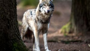 Wird der Wolf im Odenwald zum Stammgast?