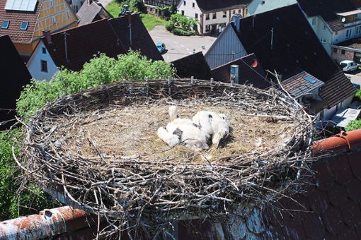 Die zwei Jungstörche stellen sich tot in ihrem Nest: Sie sind am Freitagnachmittag beringt worden.  Foto: Steinmetz