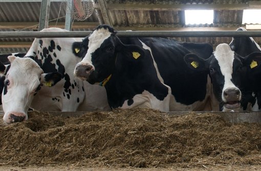Rinder im Stall: Rindfleisch aus Deutschland ist in Russland bald nicht mehr zu haben Foto: dpa