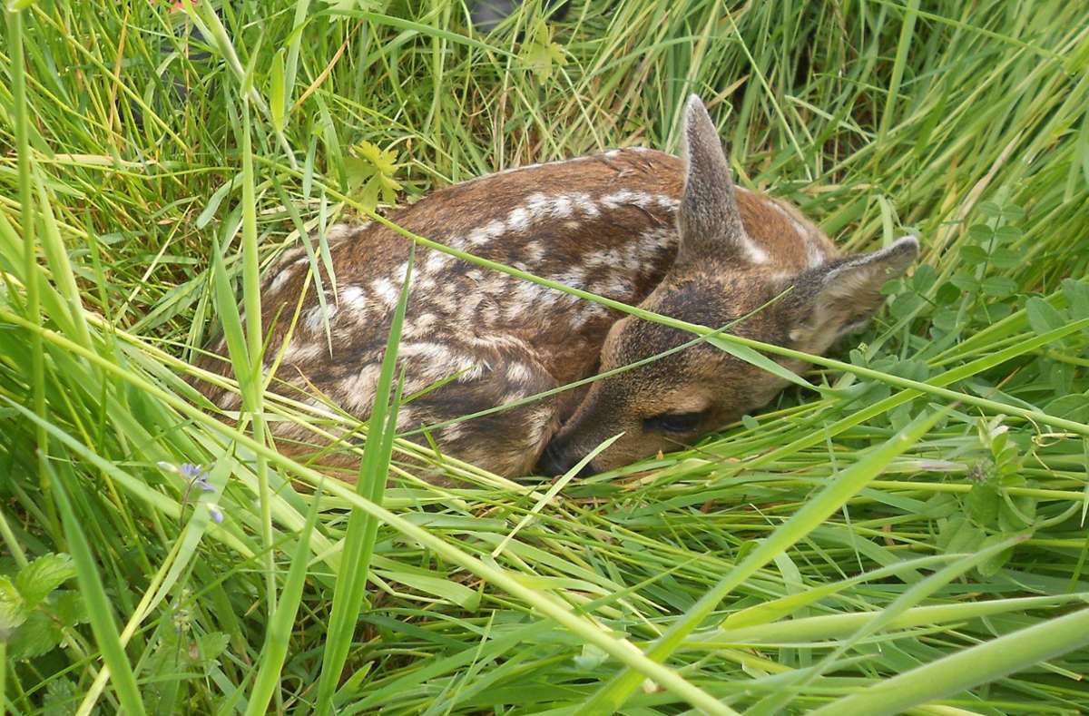 Ein Rehkitz liegt im hohen Gras. Bei der Kreisjägervereinigung Hechingen werden Drohen genutzt, um die jungen Tiere zu entdecken – und zu retten.