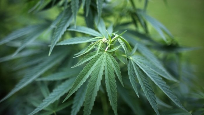 44-Jähriger wollte Cannabis-Extrakt herstellen