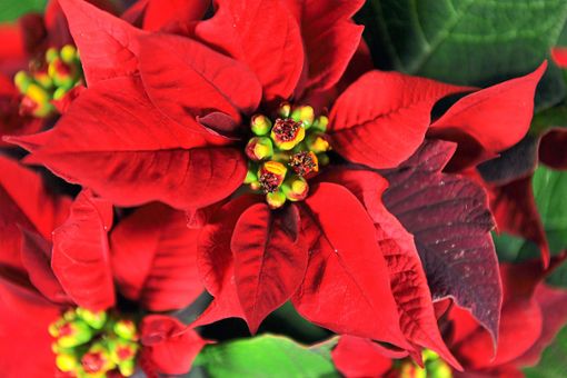 Es gibt sie in rot, weiß oder rosa - doch nur zu Weihnachten. Und das obwohl der Weihnachtsstern aus Mexiko kommt und eine ganzjährige Pflanze ist. (Symbolbild) Foto: Seidel
