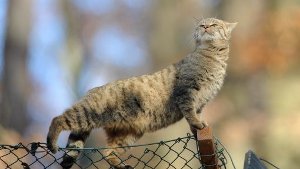 Ausgebüxte Wildkatze bleibt verschwunden
