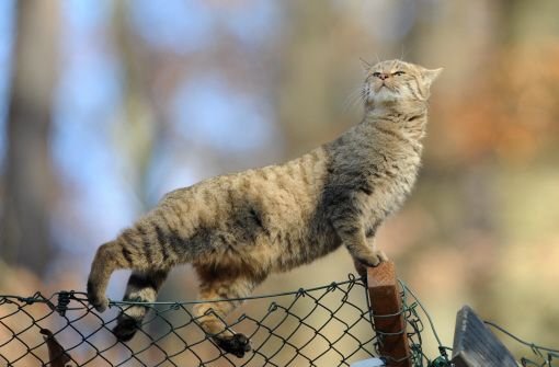 Diese europäische Wildkatze hat ihr neues Gehege im Freizeitpark Tripsdrill verschmäht. Foto: dpa
