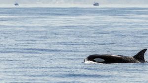 Warum attackieren Orcas Segelboote?