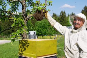 Hobbyimker Georg Miller „pflückt“ die Schwarmtraube mit Tausenden Bienen in die mitgebrachte Box.Foto: Gauggel Foto: Schwarzwälder Bote