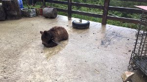 Weiterer Bärenwelpe in Albanien gerettet